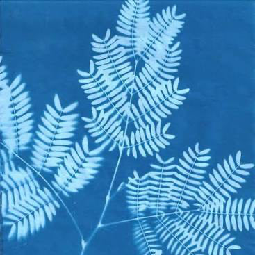 Sunprint Kit